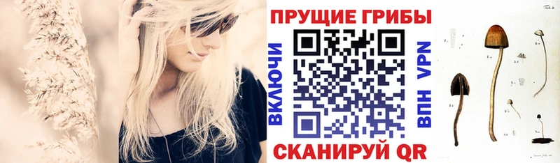 Галлюциногенные грибы Magic Shrooms  ОМГ ОМГ ССЫЛКА  Чекалин  купить наркотики сайты 